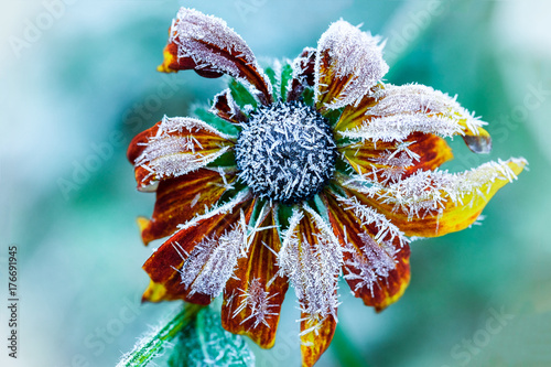  Frozen beautiful flower early in the morning