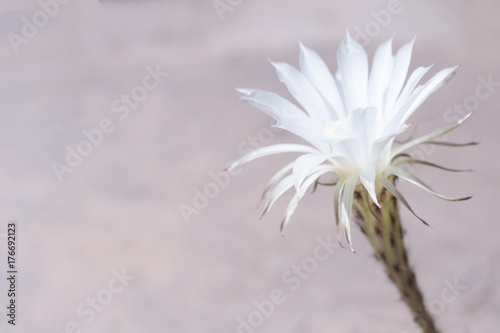 Wonderful white flower of echinopsis cactus on gray concrete background