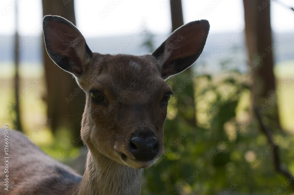 Obraz premium Red deer doe (Cervus elaphus)