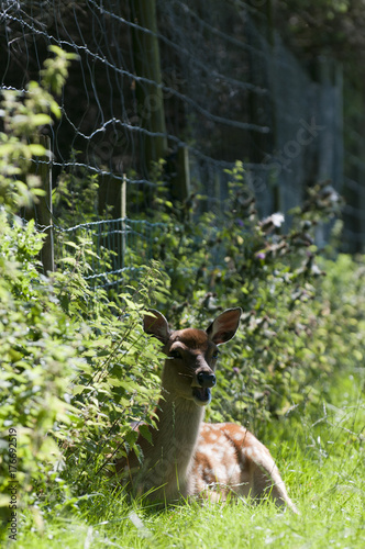Red deer doe (Cervus elaphus) sitting by fence © Derek