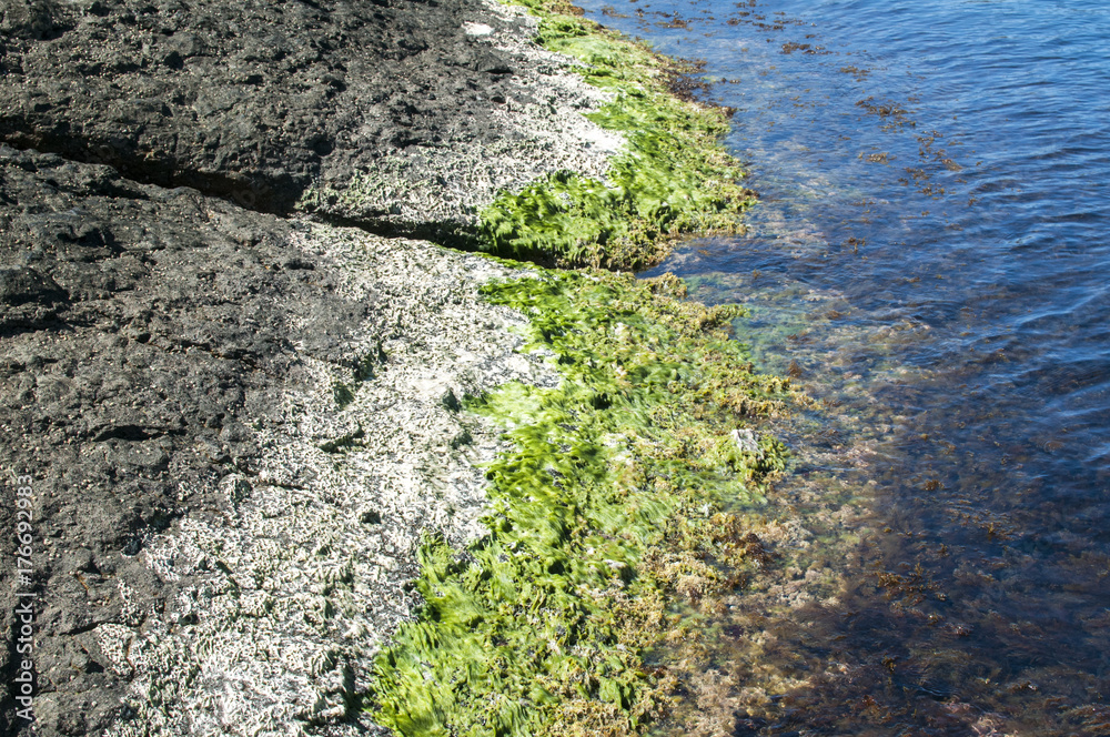 Sea rock at waterline with fresh green and white dried seaweeds closeup Sea rock at waterline with fresh green and white dried seaweeds closeup