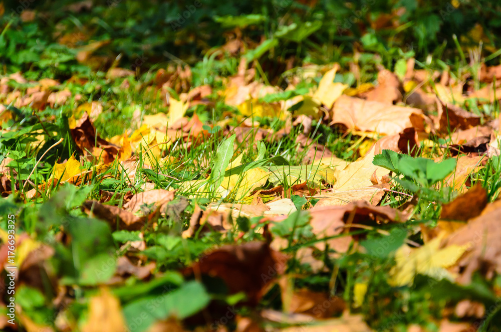 Yellow dry leaves fall on the green grass. Yellow dry leaves fall on the green grass.