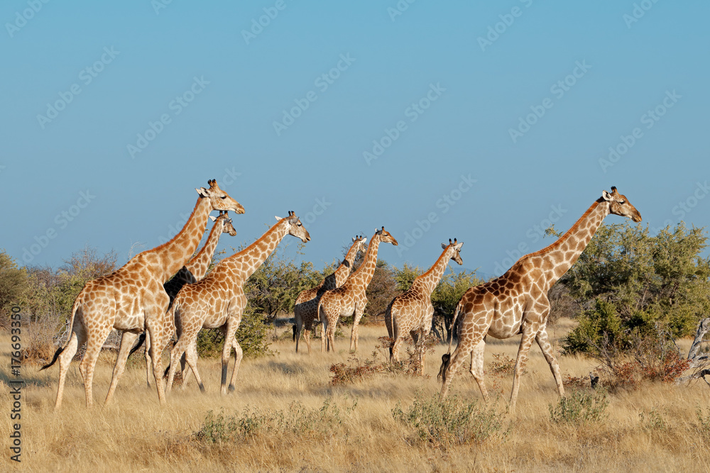 Obraz premium Giraffes (Giraffa camelopardalis) in natural habitat, Etosha National Park, Namibia.