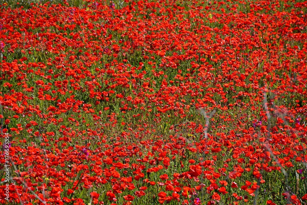Poppy field in Malta.