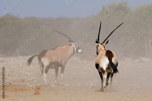 Two gemsbok antelopes (Oryx gazella) in dust, Etosha National Park, Namibia.