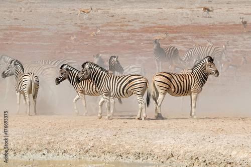 Plains zebras  Equus burchelli  in dust  Etosha National Park  Namibia.