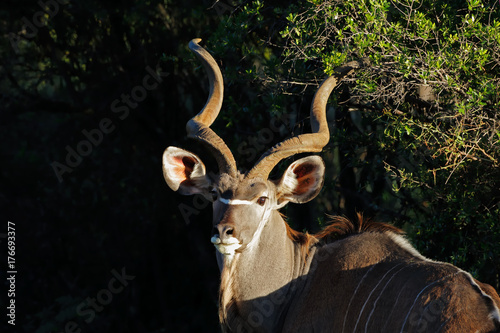Portrait of a big male kudu antelope (Tragelaphus strepsiceros), South Africa.