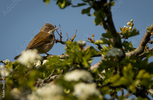 Whitethroat in a tree