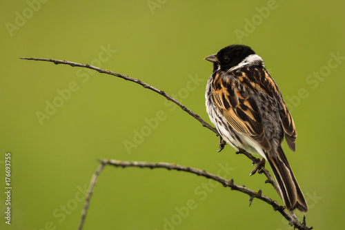 Reed bunting in profile