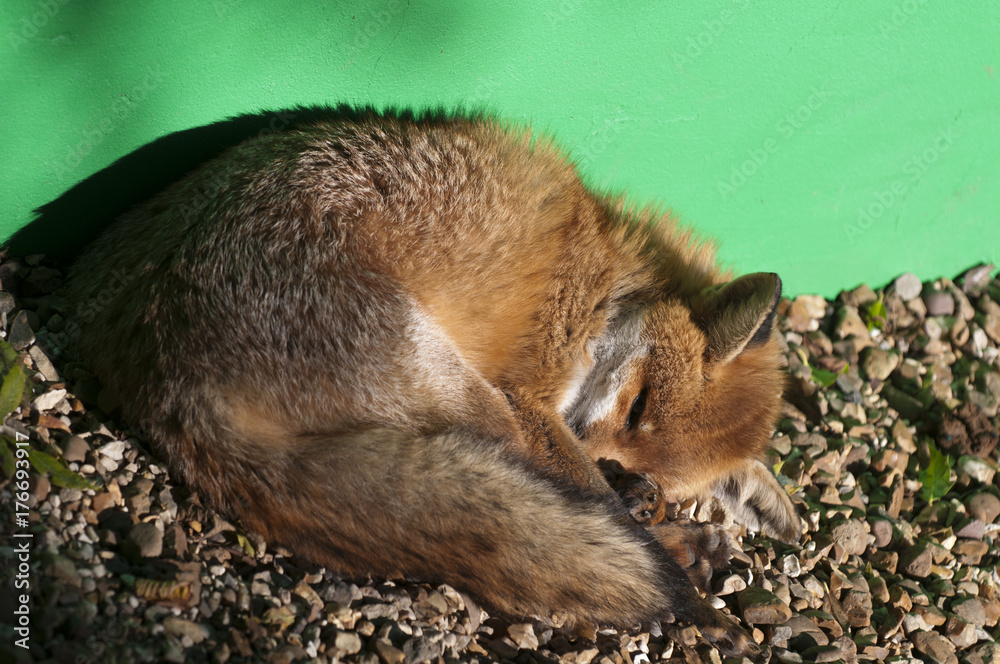 Fototapeta premium Red fox (vulpes vulpes) asleep in pen