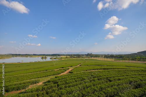 Landscape of tea plantations and beautiful sky