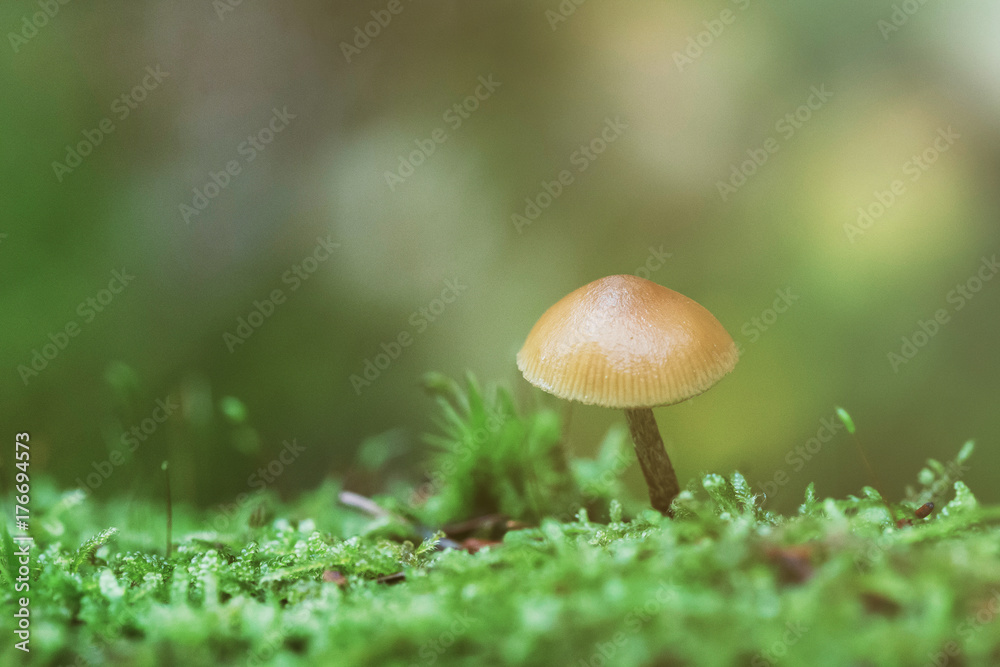 Poisonous mushroom at the green moss covered forest floor. Poisonous mushroom at the green moss covered forest floor.