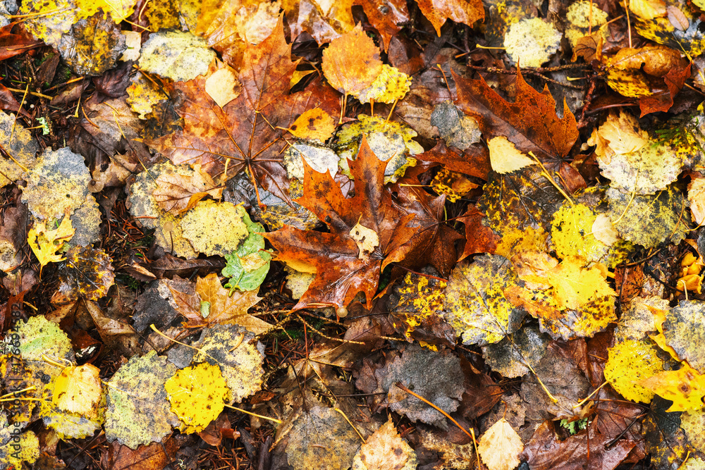 Colorful leaves of aspen and birch on the forestfloor during a rainy autumn day