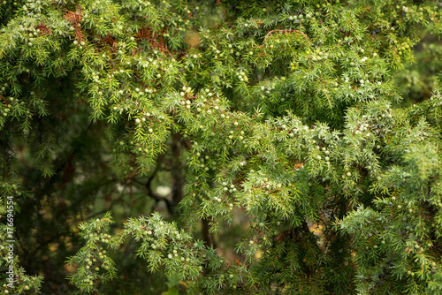 Closeup of a juniper twig d...