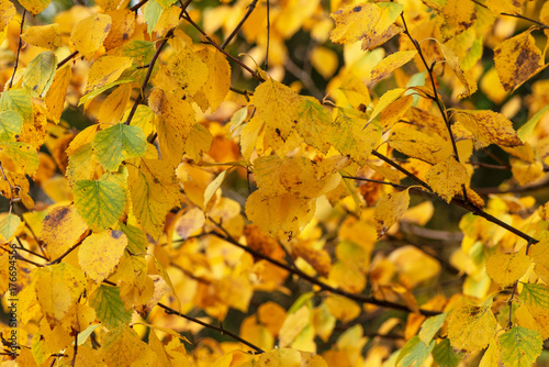Closeup of a birch with its...