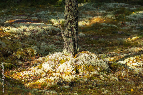 Forest floor covered in whi...