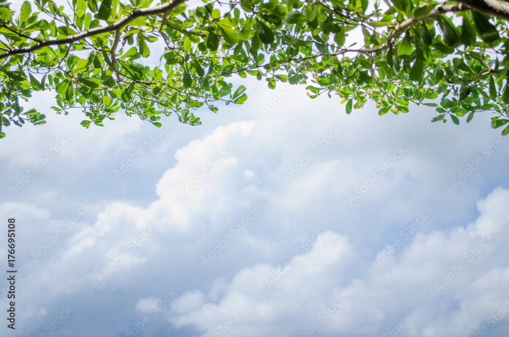 Fototapeta premium Branch tree Green Leaf and Clouds Blue Sky Background