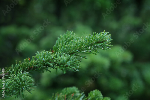 Blue spruce fir branch. Close up.