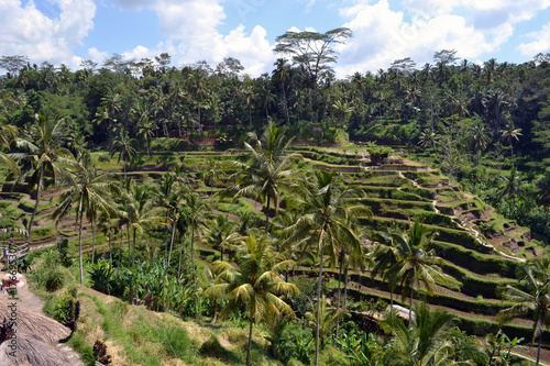The rice field in Ubud - Bali. It's constructed using a philosophy of 'subak', that makes it as a UNESCO world heritage site