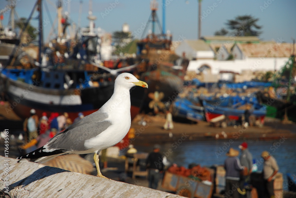 Obraz premium Mouette