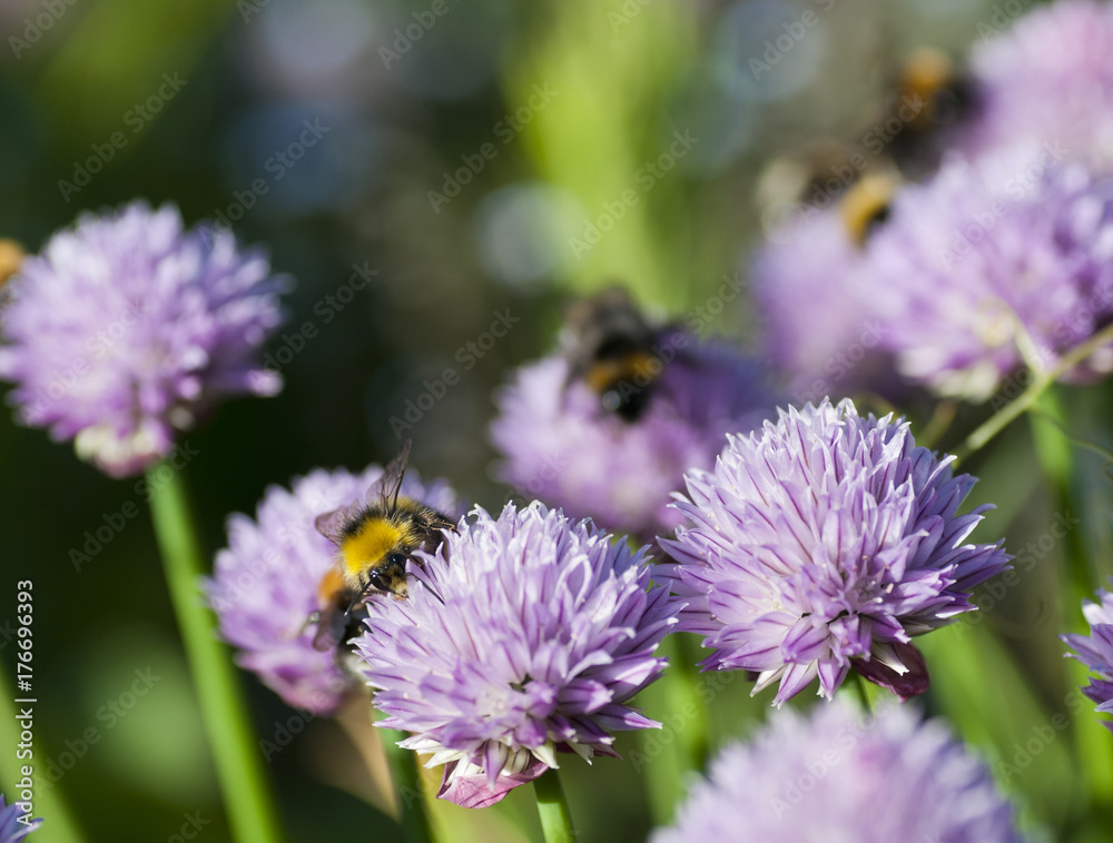 Bumble bees pollinating chives (allium schoenoprasum) Bumble bees pollinating chives (allium schoenoprasum)