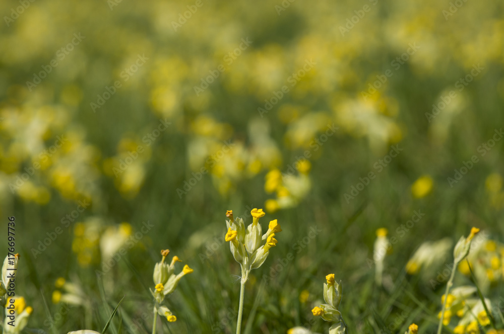 Cowslips (Primula veris) Cowslips (Primula veris)