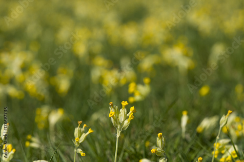 Cowslips (Primula veris) © Derek