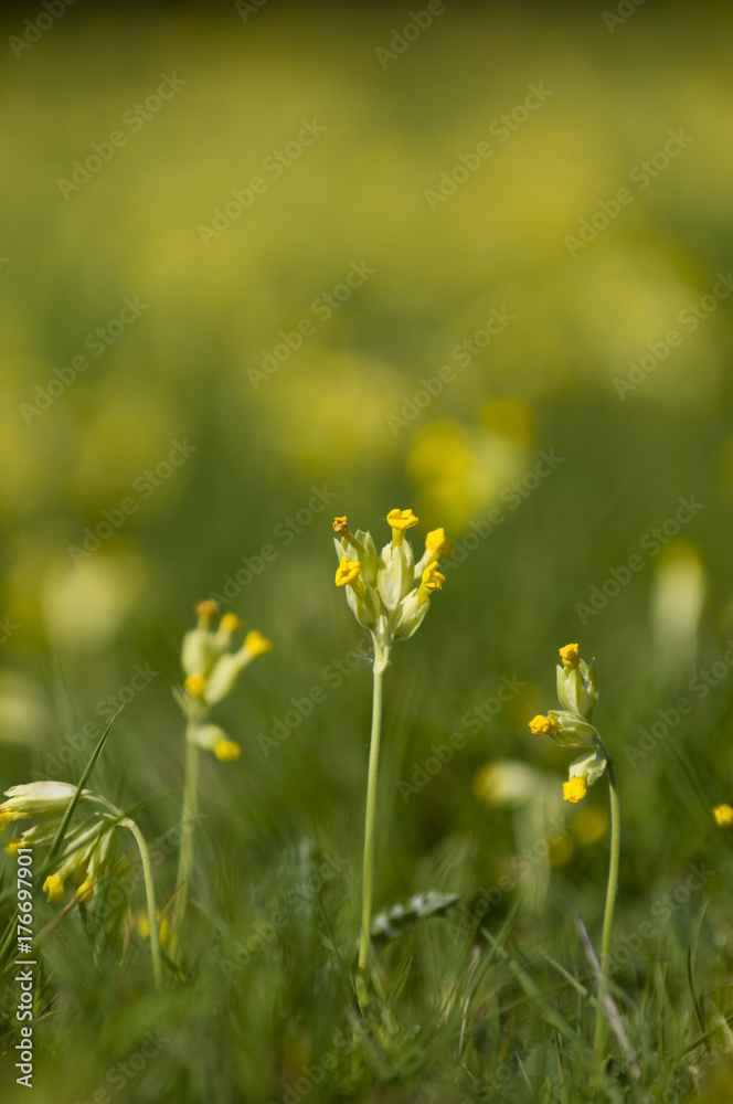 Cowslips (Primula veris)