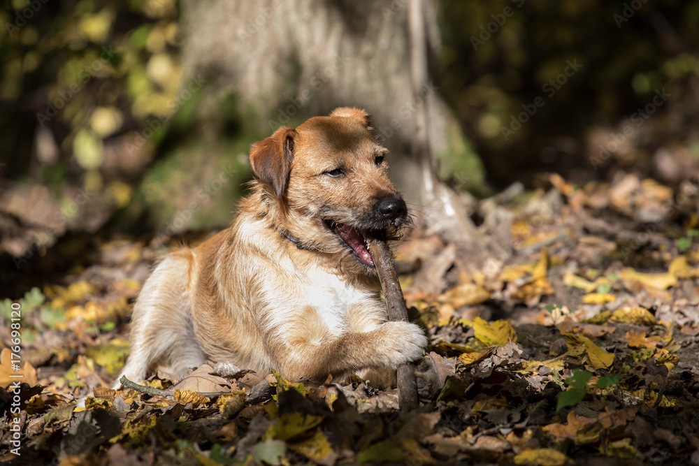 autumn dog portrait, terrier dog
