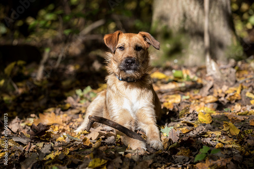 autumn dog portrait, terrier dog 