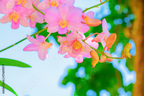 pink orchid beautiful and surface blurry green nature in background with copy space add text