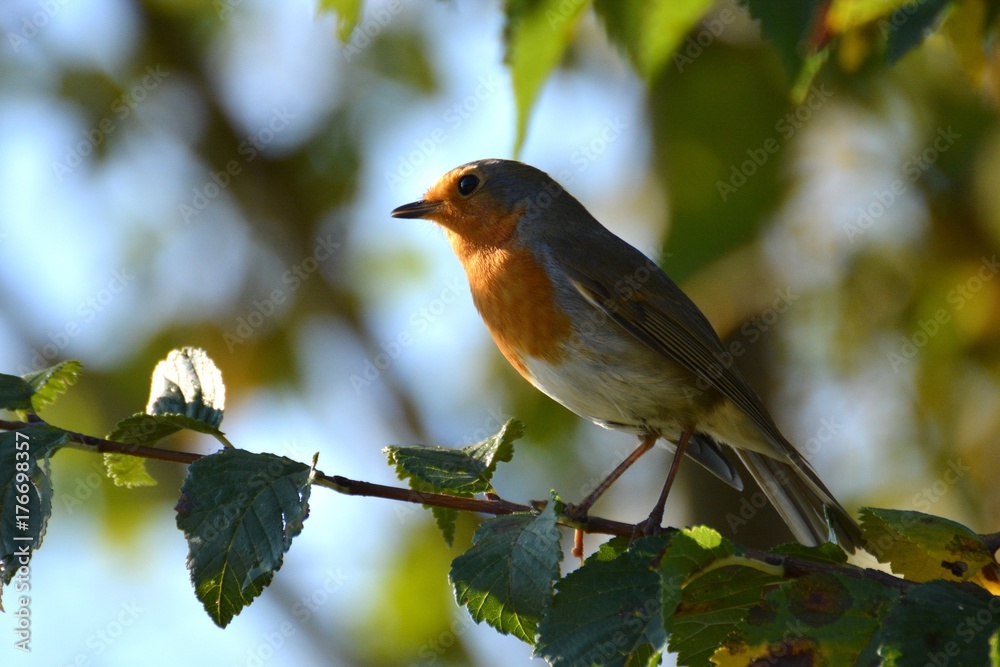 Fototapeta premium rouge gorge