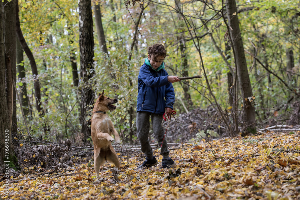 Obraz premium dog and boy friends, dog training 