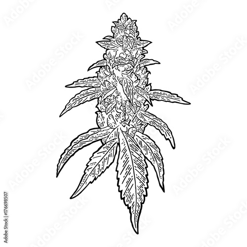 Marijuana mature plant with leaves and buds. Vector engraving illustration