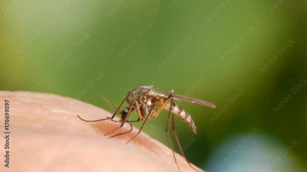 Mosquito blood sucking on human skin Mosquito blood sucking on human skin
