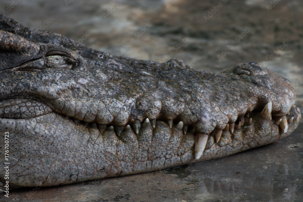 Fototapeta premium close up of a head crocodile