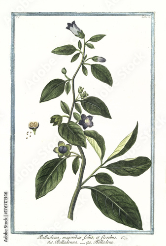 Fototapeta Naklejka Na Ścianę i Meble -  Old botanical illustration of Belladona majoribus foliis. By G. Bonelli on Hortus Romanus, publ. N. Martelli, Rome, 1772 – 93