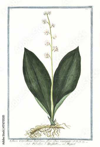 Old botanical illustration of Lilium convallium latifolium. By G. Bonelli on Hortus Romanus, publ. N. Martelli, Rome, 1772 – 93 photo