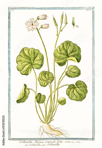 Old botanical illustration of Soldanella alpina. By G. Bonelli on Hortus Romanus, publ. N. Martelli, Rome, 1772 – 93 photo