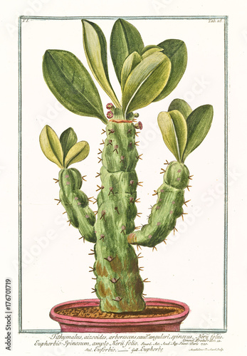 Fototapeta Naklejka Na Ścianę i Meble -  Old botanical illustration of Tithymalus euphorbium arborescens angulari. By G. Bonelli on Hortus Romanus, publ. N. Martelli, Rome, 1772 – 93