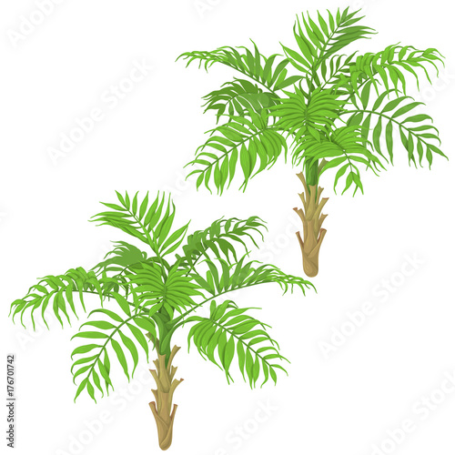 Young Palm Trees on White Background