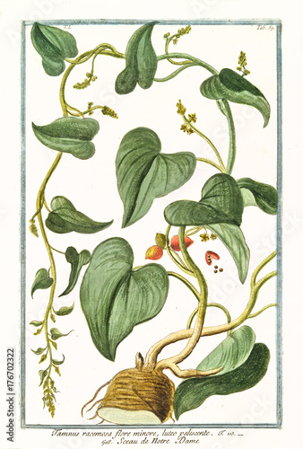 Old botanical illustration of Tamnus racemosa (Dioscorea communis). By G. Bonelli on Hortus Romanus, publ. N. Martelli, Rome, 1772 – 93