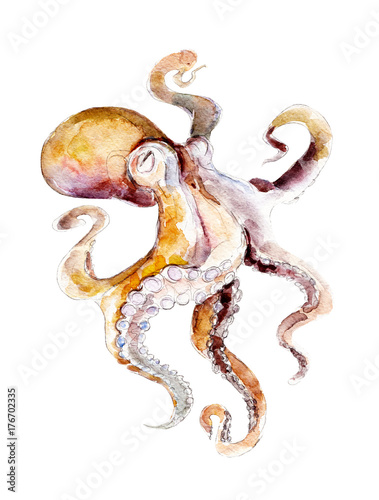 The red octopus, watercolor illustration isolated on white background.