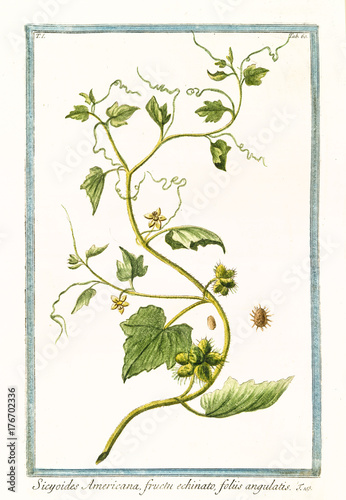 Old botanical illustration of Sicyoides americana (Cissus sicyoides). By G. Bonelli on Hortus Romanus, publ. N. Martelli, Rome, 1772 – 93 photo