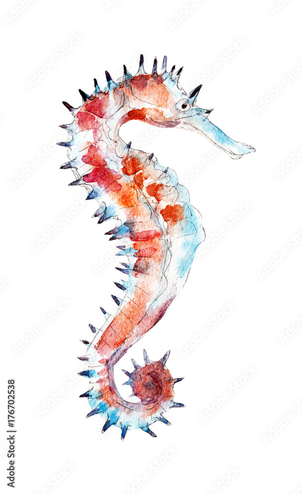 The seahorse, watercolor illustration isolated on white background.
