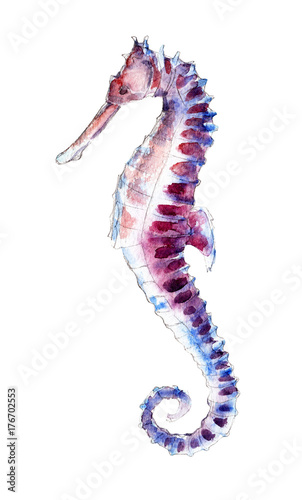 The seahorse, watercolor illustration isolated on white background.