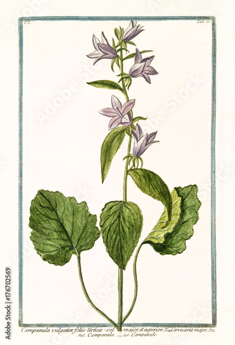 Fotografie Old botanical illustration of Campanula vulgatior (Campanula latifolia)