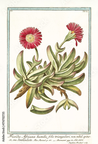 Old botanical illustration of Ficides africana humilis (Delosperma). By G. Bonelli on Hortus Romanus, publ. N. Martelli, Rome, 1772 – 93 photo