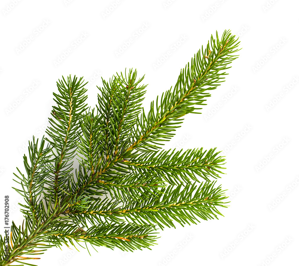 Pine tree branches isolated on white background.