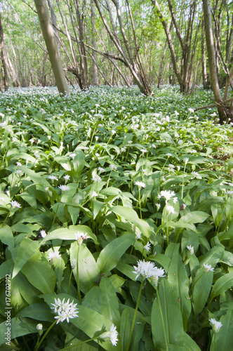 Carpet of Ramsons  allium ursinum  at Bull Wood  Suffolk